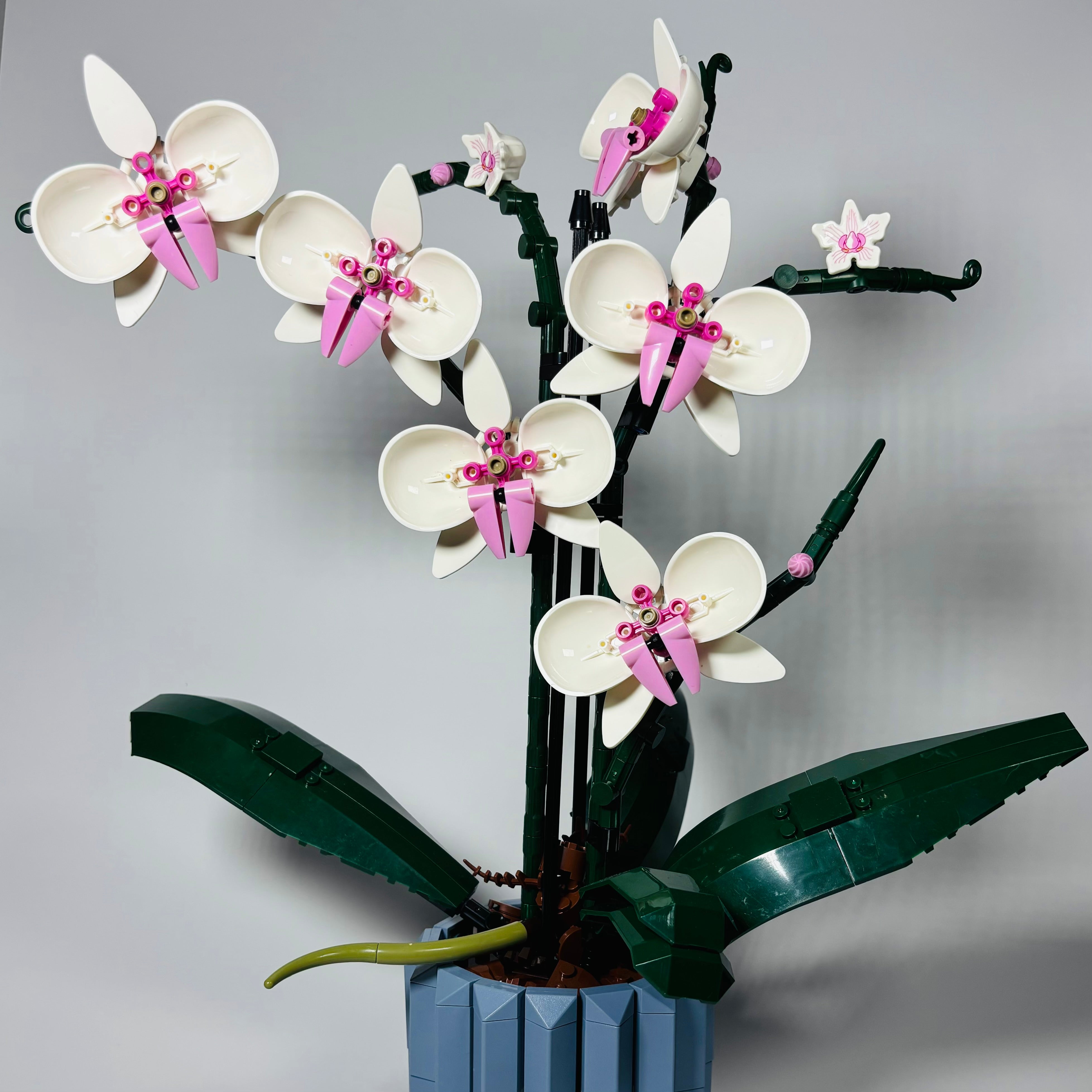 Orchidées Éternelles - À assembler avec passion