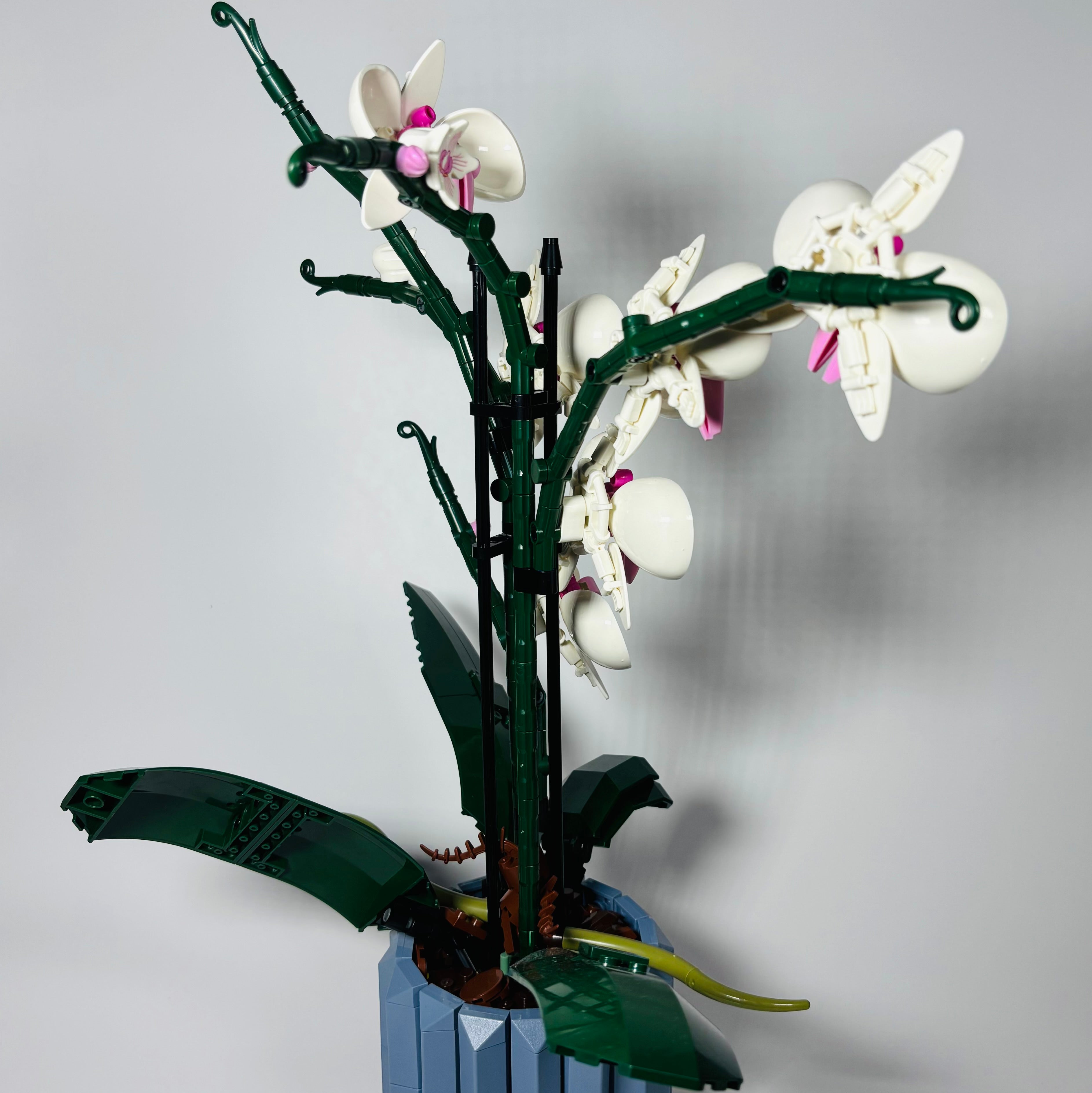 Orchidées Éternelles - À assembler avec passion
